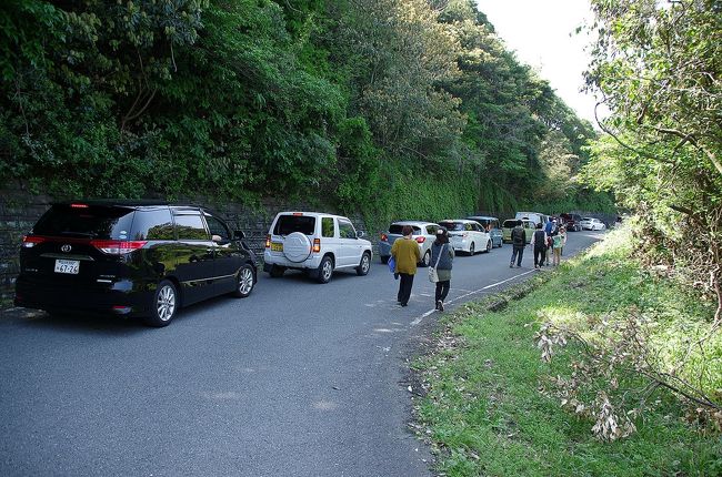 元乃隅神社 前編白狐を祀る神社の賽銭箱大鳥居と狐石像と蘇鉄 2022正月帰省撮影K U R
