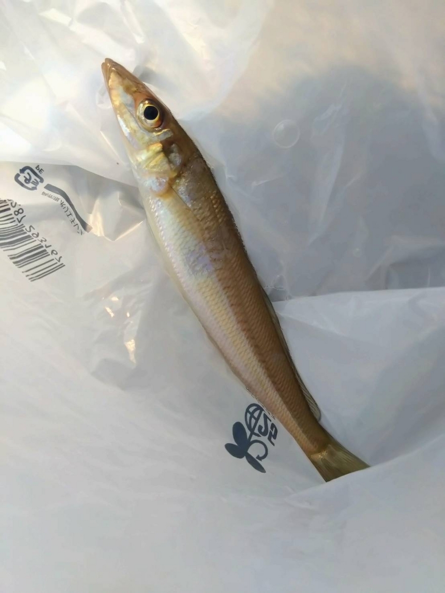 吉良サンライズパークで釣り 2023.10.15 -