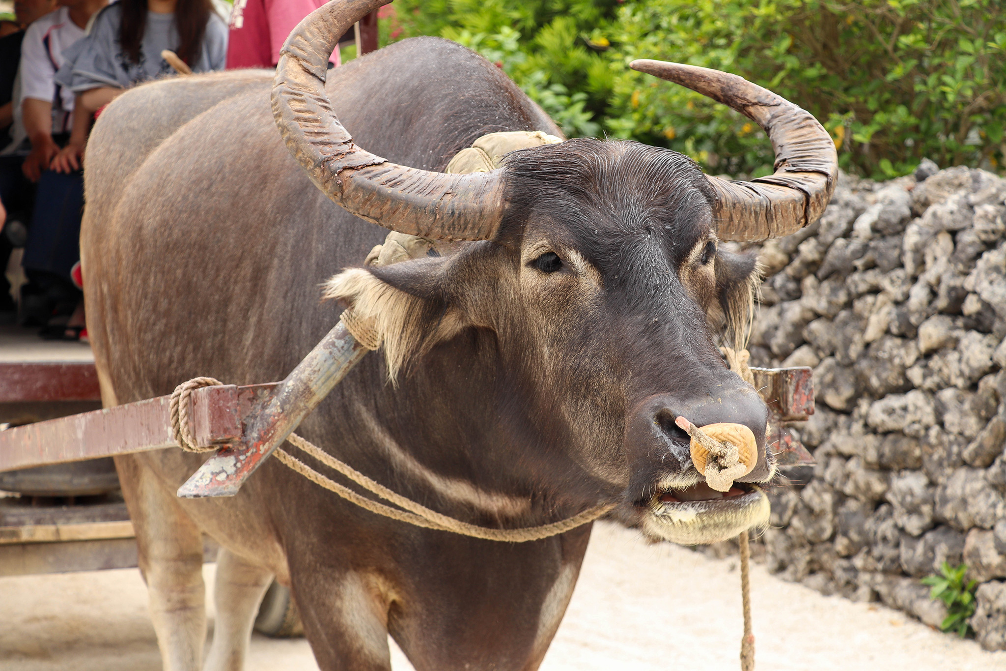 水牛車石垣島の観光ガイド 石垣島ねっと