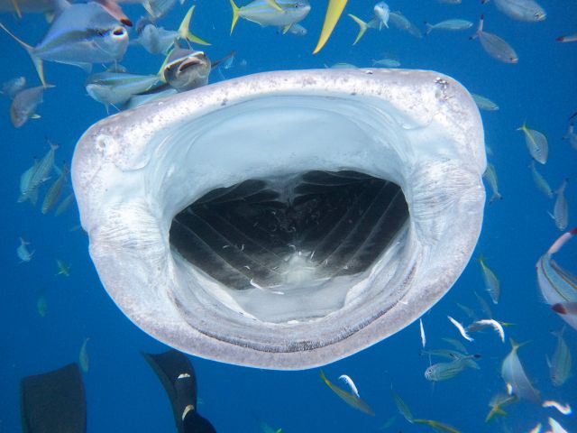 その距離わずか50cm！沖縄でジンベエザメと一緒に泳げるスポットTABIPPO.NET