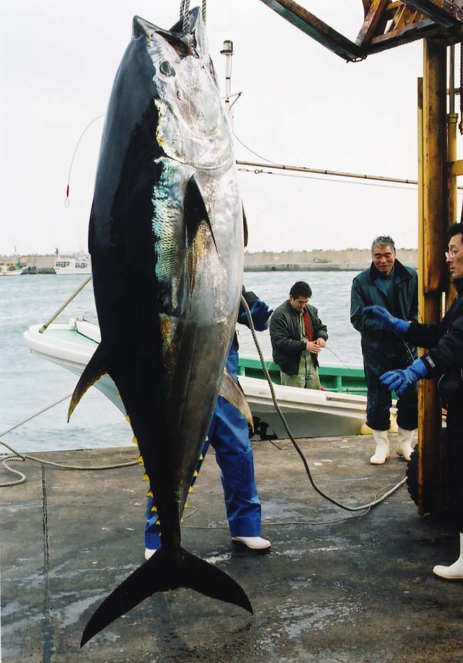 初心者でも楽しめる！大間町で最高の船釣り体験！ 体験記- 青森県庁ホームページ