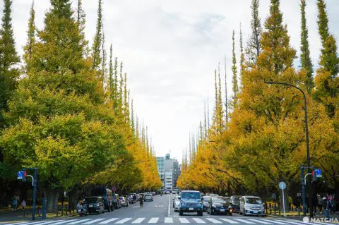 明治神宮外苑いちょう並木 行き方TikTok