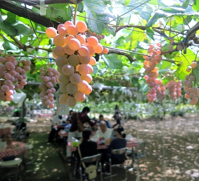 甲州市 塩山・勝沼 のぶどう狩りスポット9選！秋の味覚&果物狩り 山梨るるぶKids