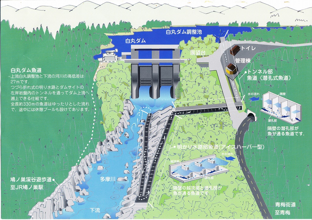 白丸ダム＆魚道見学☆ : 水分だっぷりコラーゲン