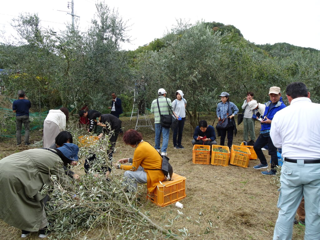幸運を運ぶオリーブ探し体験！香川県「小豆島オリーブ公園」でハートのオリーブの葉を探そう - GOTRIP