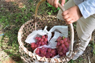 2023秋のお出かけ情報！旬を迎える勝沼ぶどう狩り 山梨・甲州市 *and trip. たびびと