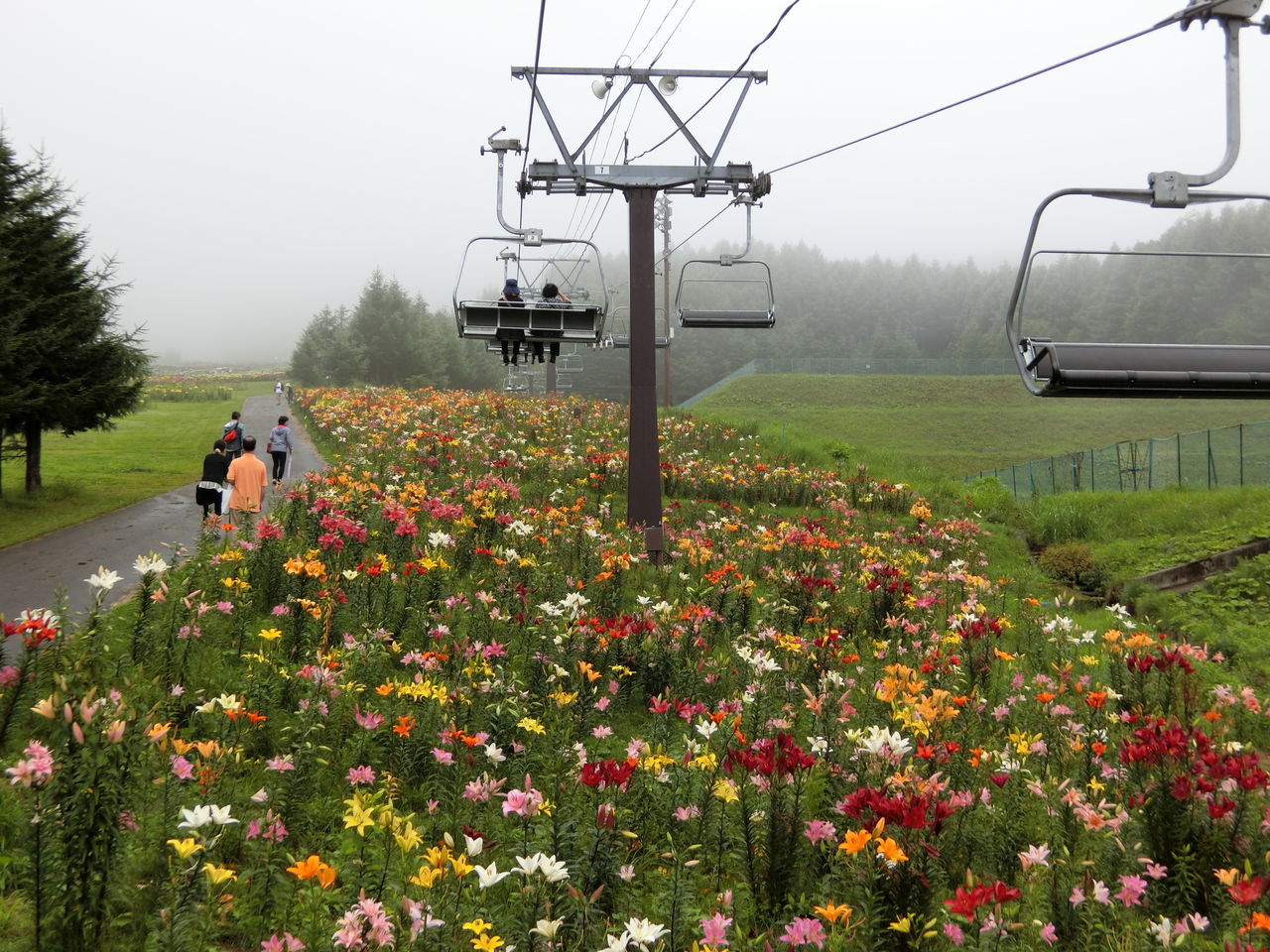 ハンターマウンテンゆりパークで爽やかに過ごす夏。東急リゾーツ＆ステイ 公式