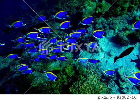 モルディブ アンサナ・イフル03 朝焼け～スティングレイフィーディング』北マーレ環礁