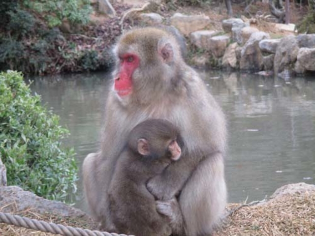朝のエサ時間、ほんのり雪が積もりました⛄, Morning feeding time., It