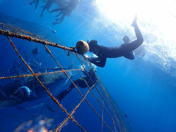 セブ島で触れ合える神秘的なジンベイザメ』ジンベイザメってどんなサメ？ジンベイザメツアーに参加する前に知っておきたい情報を収集しました。 –セブ旅行情報とシュノーケリング・ダイビング・レストラン・スパ・お土産・生活情報など旅ライターがご紹介します