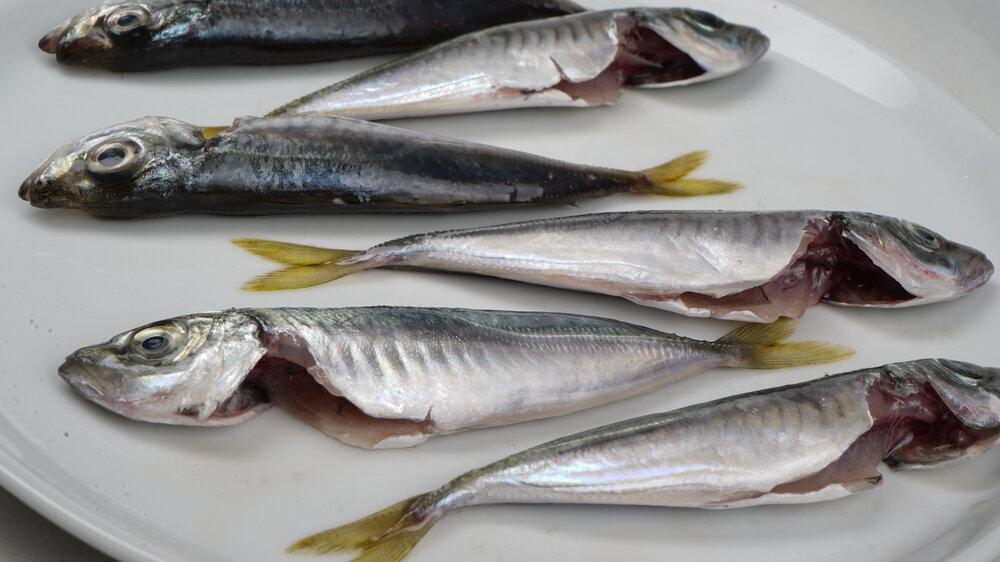 アジの保存方法長持ちさせるには冷凍！下味保存すれば時短にもコジカジ