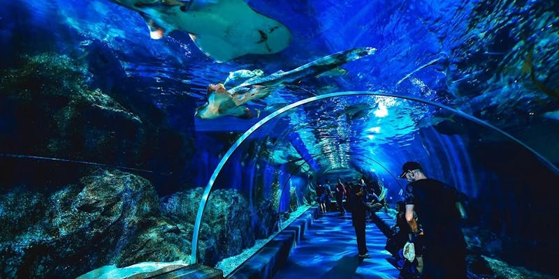 タイ バンコクの水族館「シーライフバンコクオーシャンワールド」はアクティビティーがいっぱい