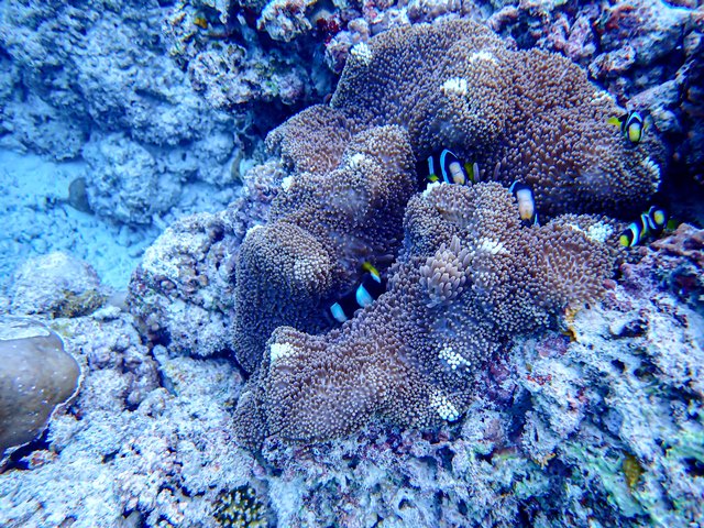 コーディ・ガクポを放出し、ブレントフォードFWイヴァン・トニーを獲得すべき！？元リバプールFWが提言– Liverpool × YNWAブログ