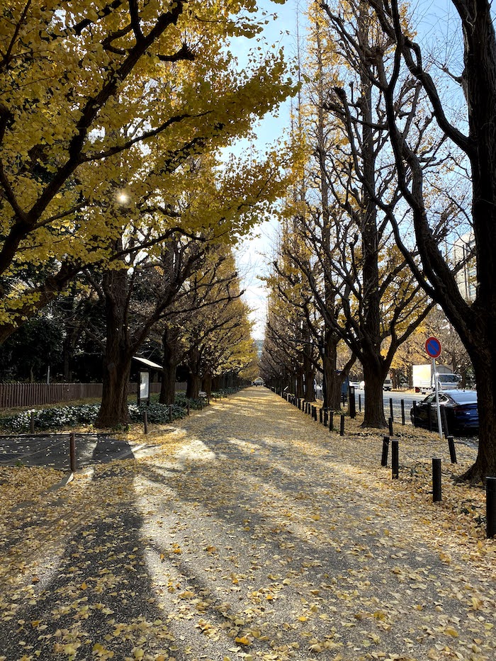 明治神宮外苑の紅葉見頃・天気情報 2025 - 日本気象協会 tenki.jp