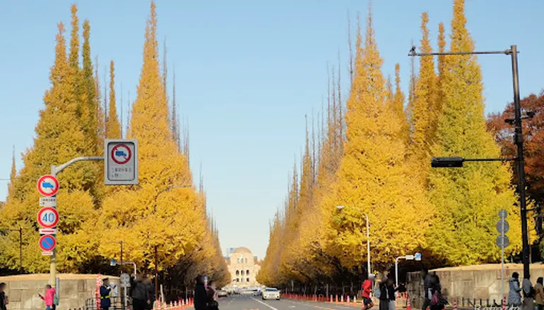 明治神宮外苑 いちょう並木の見頃はいつまで？混雑を避けて撮影する裏技は？ゆる旅
