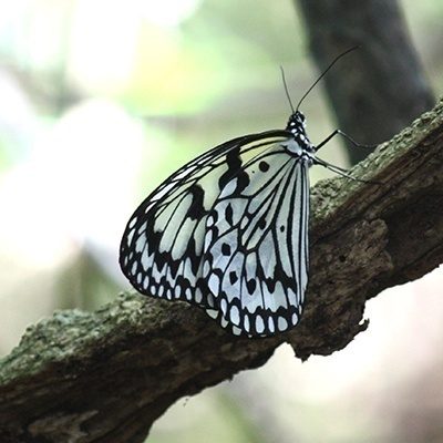 VLOG 世界自然遺産に認定された沖縄県国頭村の森を紹介します🌳