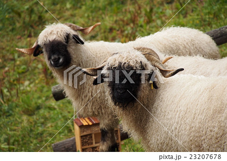 シュバルツナーゼと渓谷 « ヨーロッパ・ハイキングレポートフェロートラベル