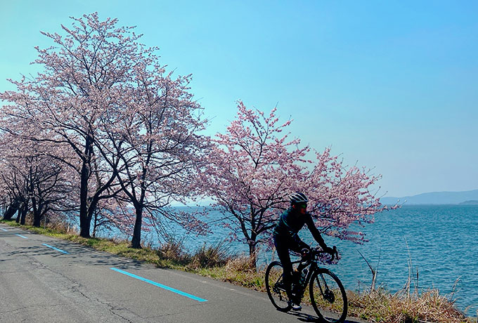 全長4km!!桜の超名所 『海津大崎湖岸園地』のアウトドア情報 駐車場・釣り 琵琶湖アウトドアマップ