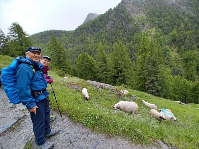 顔が黒い羊「シュバルツナーゼ」が可愛いWEBOO ウィーブー暮らしをつくる