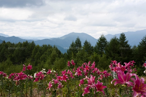 日本最大級！ハンターマウンテンが400万輪の『ゆり博』を7月18日から開園予定那須を楽しむ那須ガーデンアウトレット