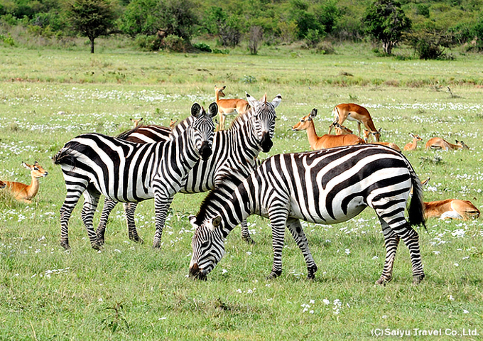 ケニアでサファリツアー体験！アフリカ屈指のサバンナ王国を楽しもう