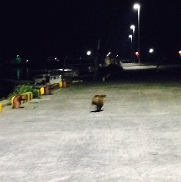 熊本県 天草上島＆下島 リグと明暗撃ちのタックル戦術 後編全国おすすめ釣り場