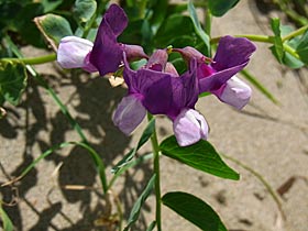 君は放課後インソムニア。 しおさいロード。 森の形がいっしょ