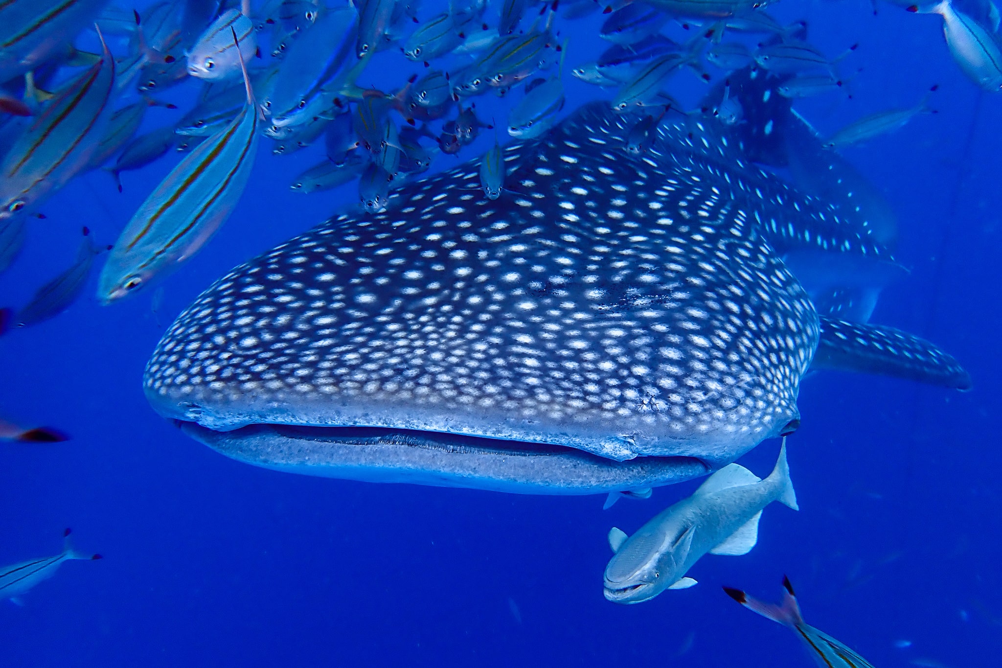遅めの夏休みにおすすめ！ 沖縄より安く行けるセブ島でジンベイザメと泳ぐ香山由奈