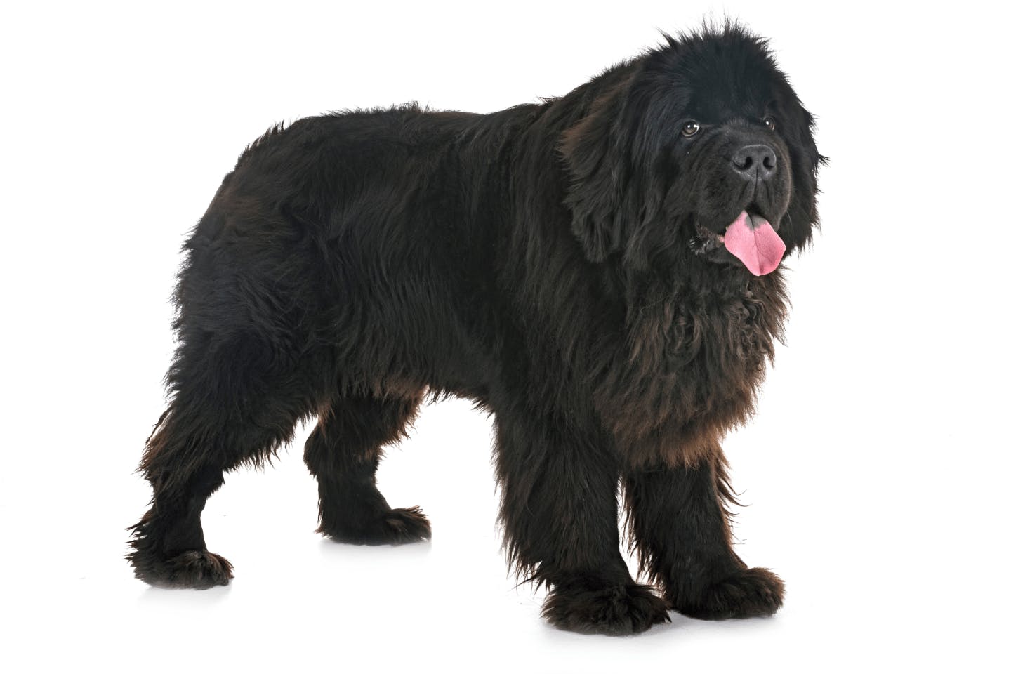 ランス・オー・メドー ニューファンドランド島：カナダ１２：北米の旅２４ 2017.6.23