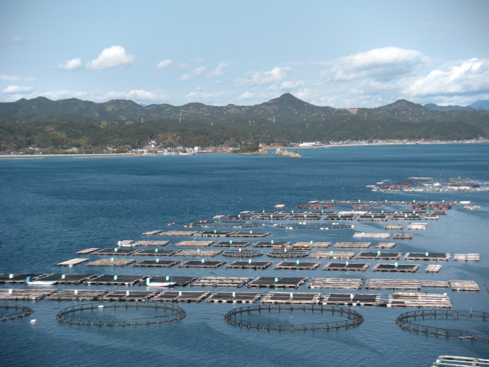 和歌山県御坊市 南塩屋漁港出船谷口丸さんでミックス☆ワクワク釣り 天秤ズボ五目釣り釣り具販売、つり具のブンブン