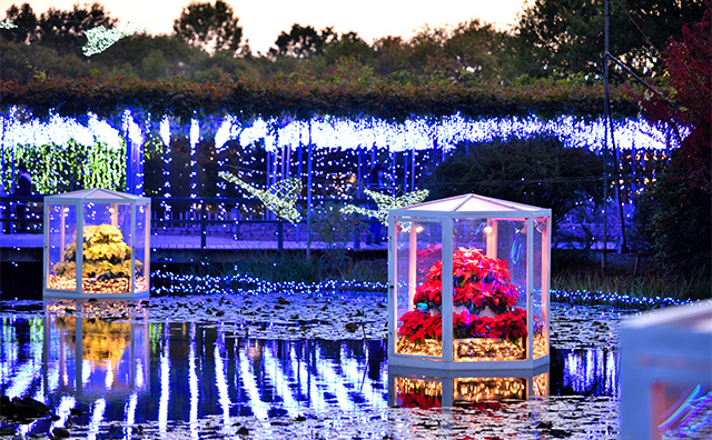 イルミネーションランキング1位「あしかがフラワーパーク 光の花の庭」の見どころ・2024～2025年の期間・バスツアー情報高速バス・夜行バス・バスツアーの旅行・観光メディアバスとりっぷ