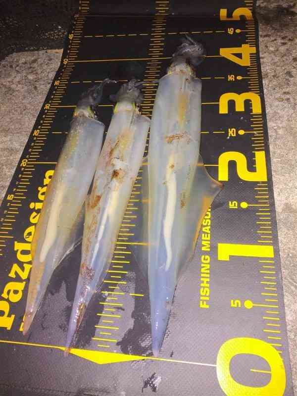 イルカ街灯🐬🐬🐬 。ちゃんと尾びれ、背びれ、胸びれもあるよ🎵。 イルカウォッチングが盛んな場所を象徴してますね。五和町の通詞島内や二江商店街内にあります。