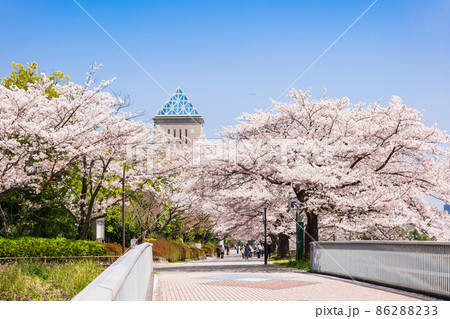 東京都立大学 南大沢キャンパス前の桜並木の写真素材86306275- PIXTA