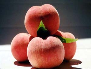 県内おすすめさくらんぼ狩りスポット 雨の日でも子連れで楽しめる♪山梨県のイベント ニュース powered by