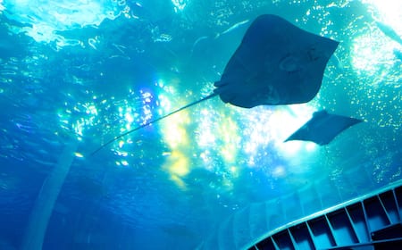 モルディブの海中ホテルTHE MURAKAに宿泊した体験