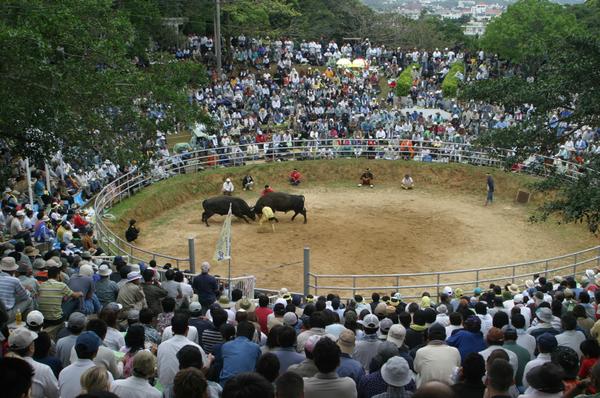 沖縄移住生活 ～うるま市名物 沖縄闘牛～ - ぷげんの趣味ブログ