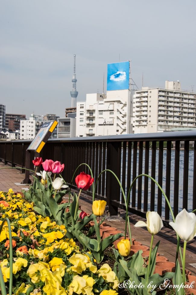 隅田川テラスのコース紹介。川沿いをのんびり歩け、情緒豊かなウォーキングコース - アルくんのシンプルライフ