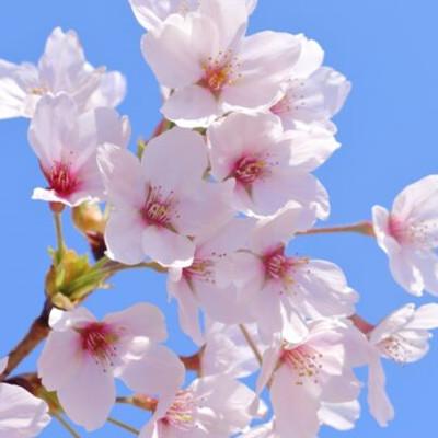 春休みの旅行を100％充実させる！おすすめの穴場スポット12選 - Travenue〜旅の交差点で新しい発見を