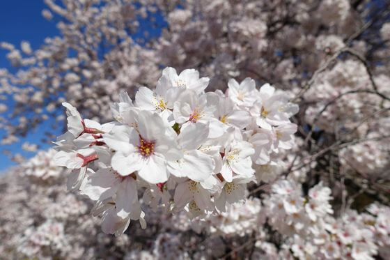 お花見スポット紹介！ 熊谷編くまがやねっと情報局熊谷のことならくまがやねっと