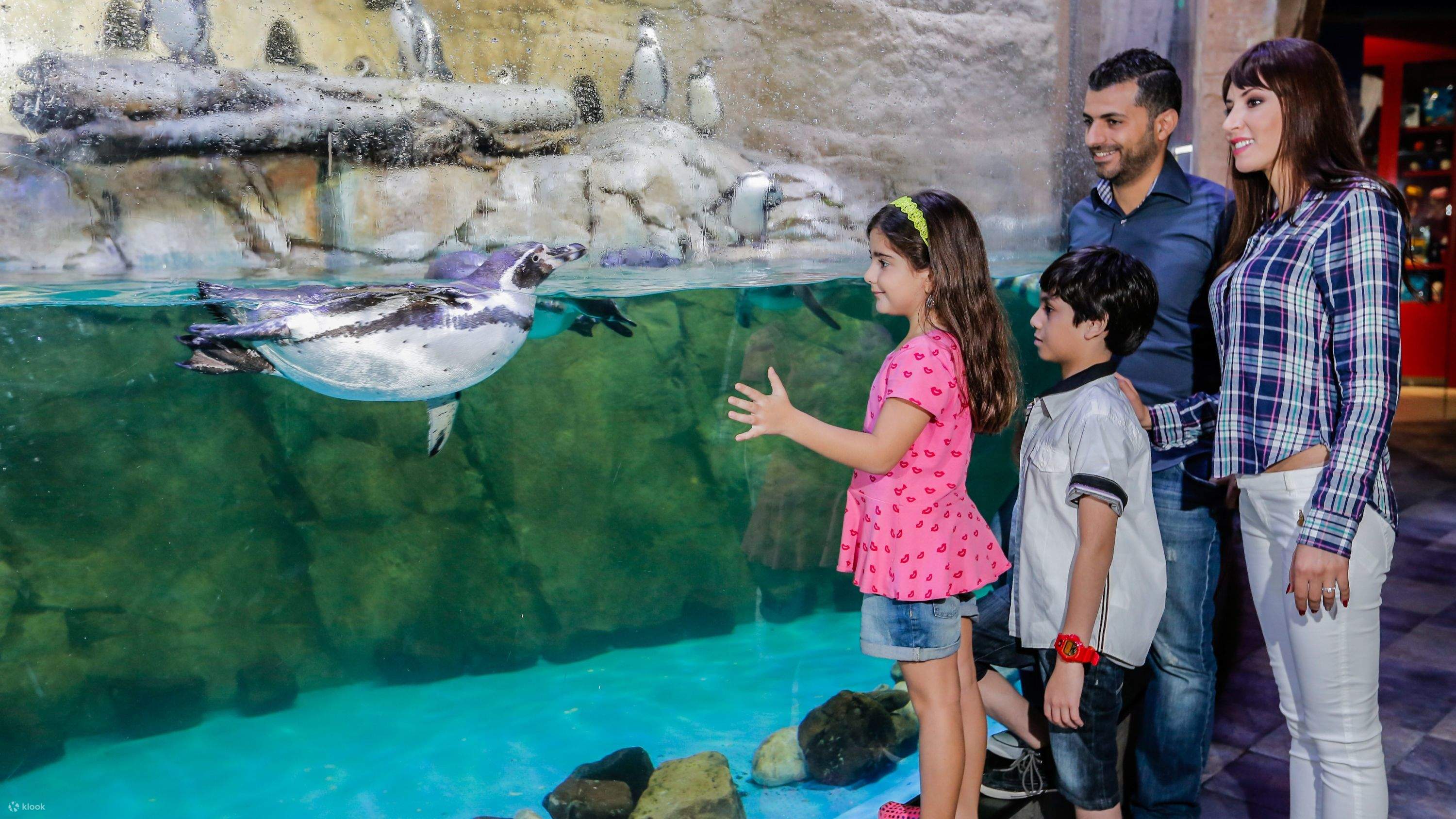 ドバイモール水族館＆水中動物園ペンギンの入り江チケット付き 2025