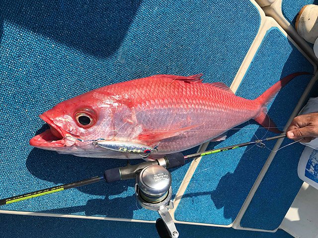 沖縄・自炊 クルキンマチ 姫鯛 のマース煮を作ってみたの巻