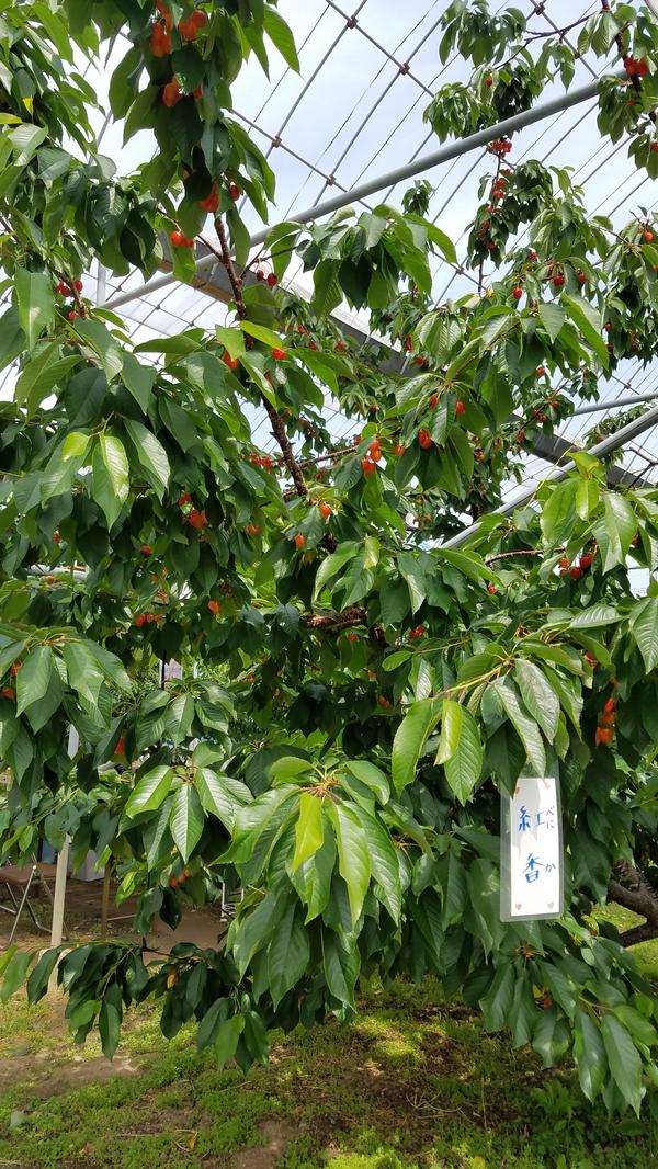 さくらん坊の原農園 富士の国やまなし観光ネット 山梨県公式観光情報