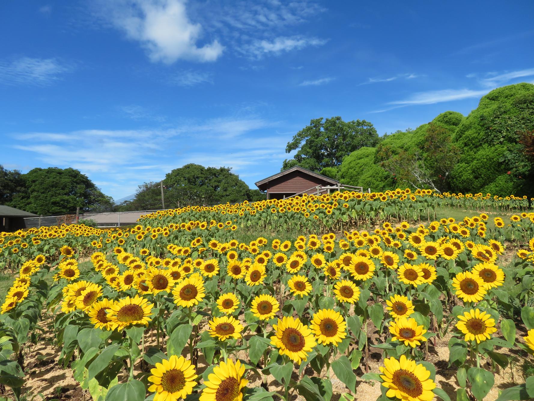季節の花が迎えてくれる「のこのしまアイランドパーク」で、癒やしの島時間を満喫！福岡観光ブログ「FUKUOKA アテンダント」