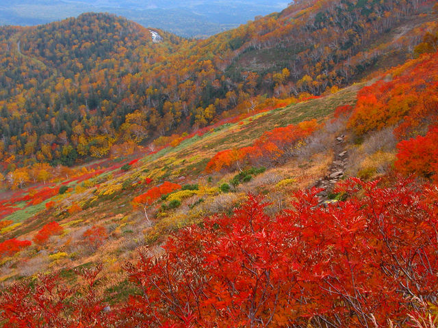 こんばんは、スタッフあさみです🦦 あっという間に9月。 大雪山エリアでは少しずつ紅葉の気配が濃くなってきています。@kurodake_ishimuro から届く情報でも
