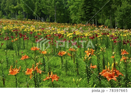 50種500万輪のユリの花 ハンターマウンテンゆりパーク尾瀬ハイキング