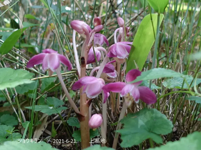 ショウキラン - 上高地ネイチャーガイドFIVESENSE ファイブセンス