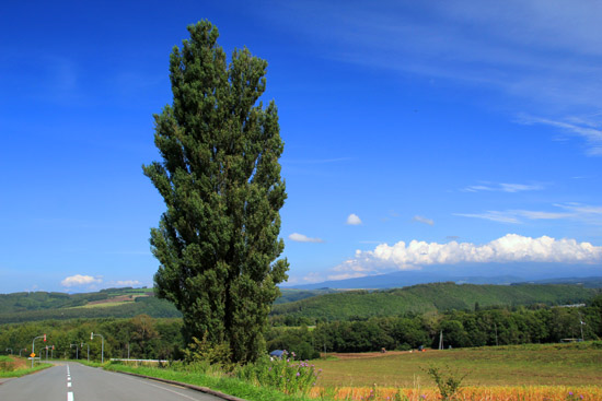 けろんたび北海道 ケンとメリーの木 上川郡美瑛町