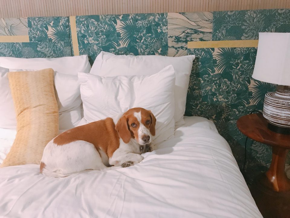 リビング付きのゆったりと過ごせるスイートルーム - サーフジャック ハワイ星野リゾート 公式