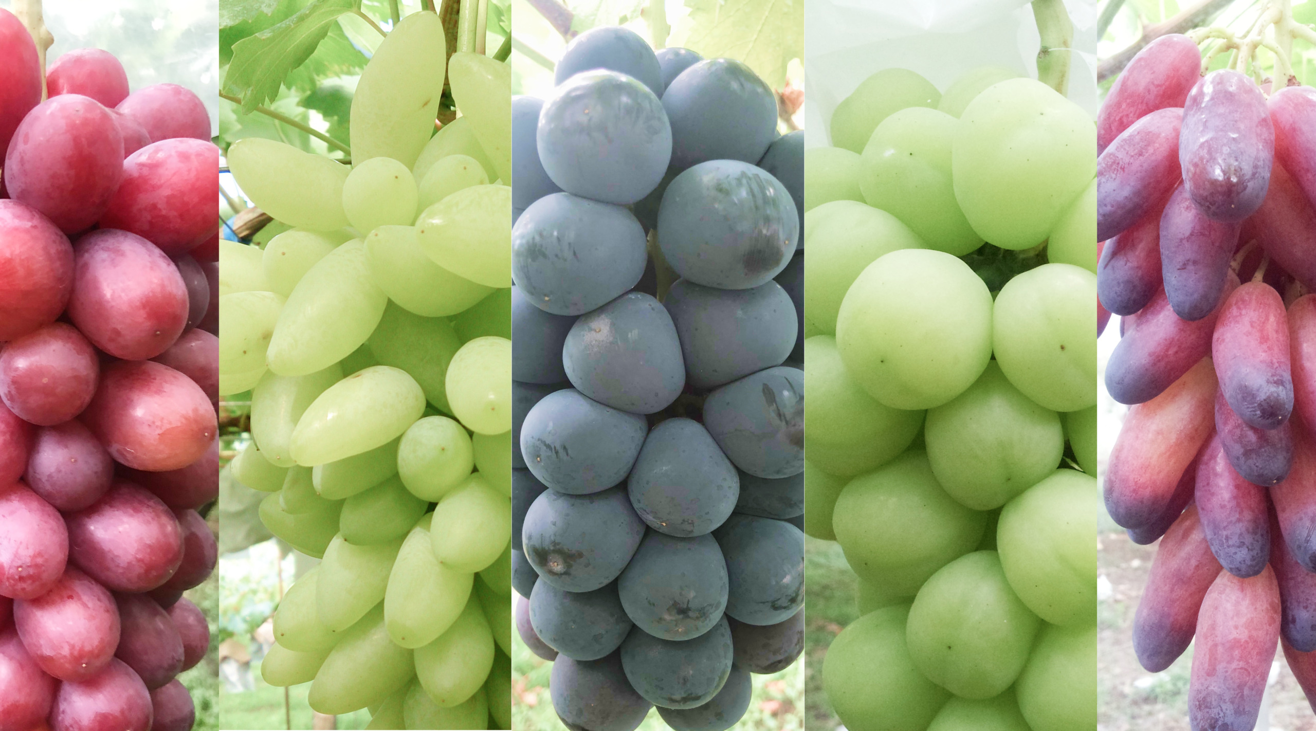 ぶどう狩り＆ワイナリーを楽しむ女子旅。新宿からわずか90分の山梨へ - びゅうたび