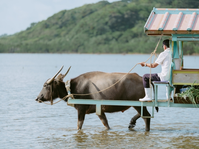 沖縄 乗るだけじゃない！竹富島の水牛車の楽しみ方🐃🌺Miki 癒やし旅マガジンが投稿したフォトブックLemon8